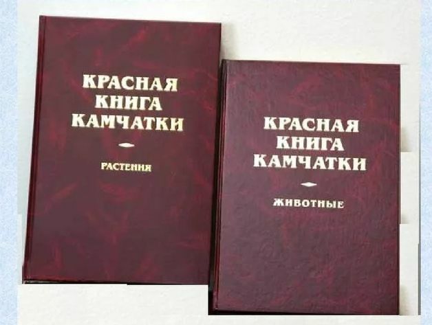 Тихоокеанский морж включен в Красную книгу Камчатки