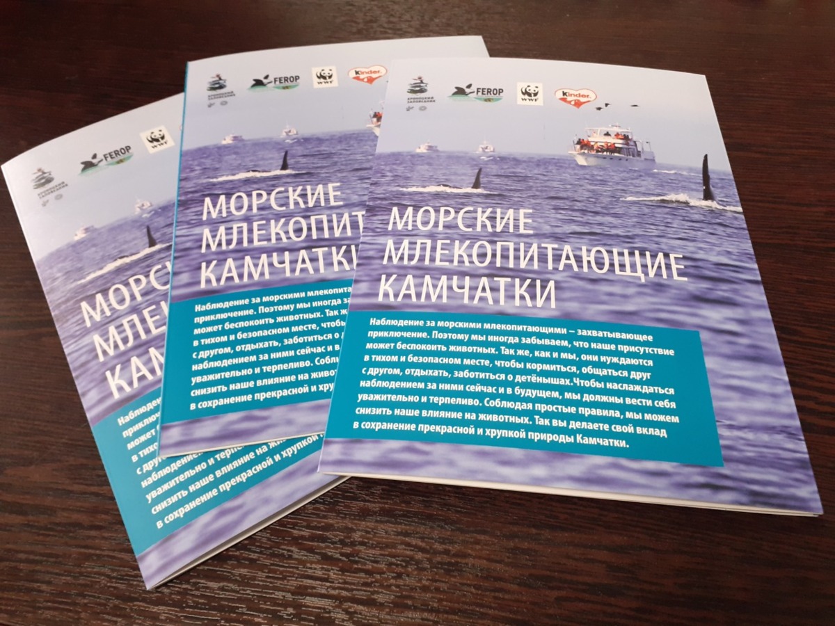 Специалисты провели обучение турооператоров по правилам наблюдения за морскими млекопитающими Камчатки